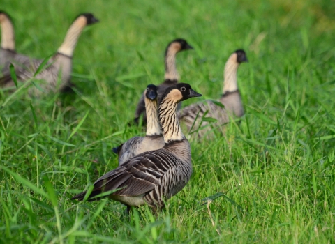 A gaggle of Hawaiian geese hanging out in lush green grass
