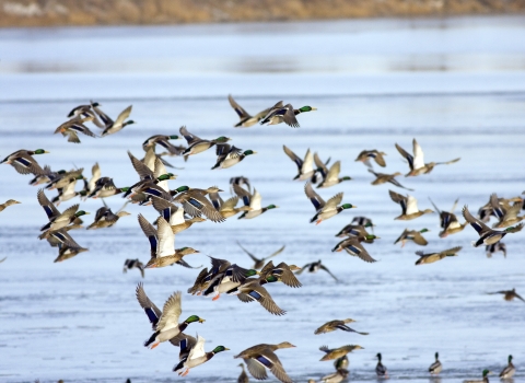 Mallards lifting off from lake
