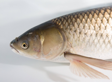 An adult grass carp in a holding tank