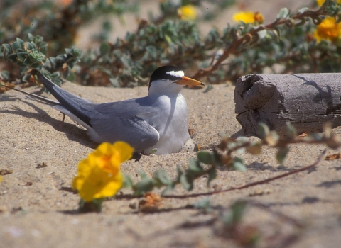 white bird with black head markings sits on egg in sand