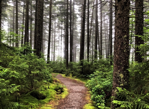 a walking path through tall pines
