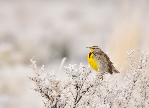 A western meadowlark perched on a snowy shrub