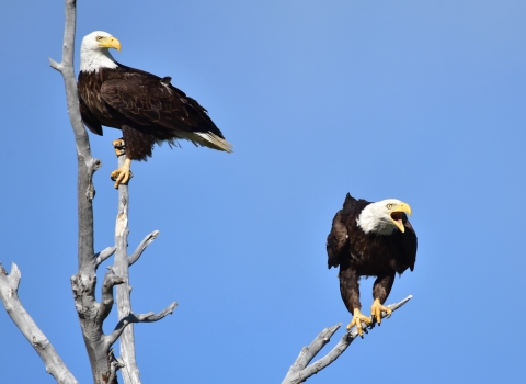 Bald eagles perched in a tree