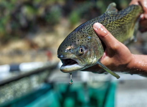Two hands hold a fish with its face to the camera