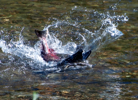 A salmon strikes another salmon in shallow water, causing the struck salmon's head to emerge from the water