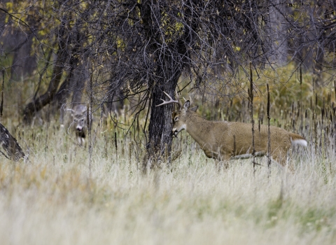 White-tailed deer buck rubbing on tree