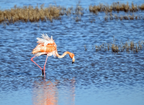 Greater flamingo foraging in the water