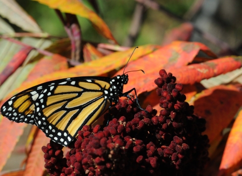 A monarch butterfly resting in the sun on sumac