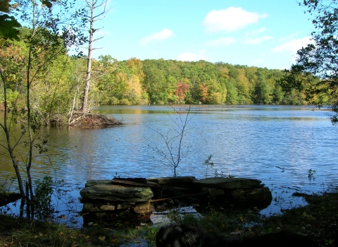 View of a pond in the forest