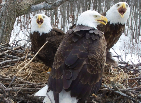 Three adult bald eagles in a nest