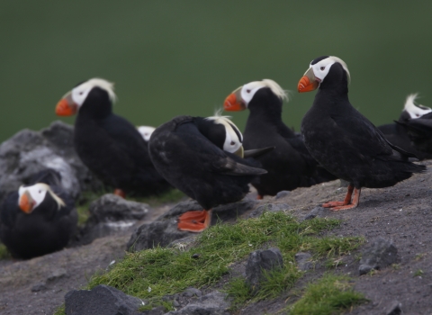 A group of Tufted Puffins - chunky, black bodied, white faced, orange footed, and yellow-tufted seabirds - stand atop a grassy rock
