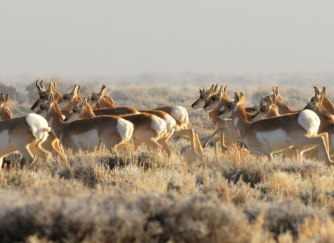 A herd of deer-like animals called pronghorn runs across the plains.