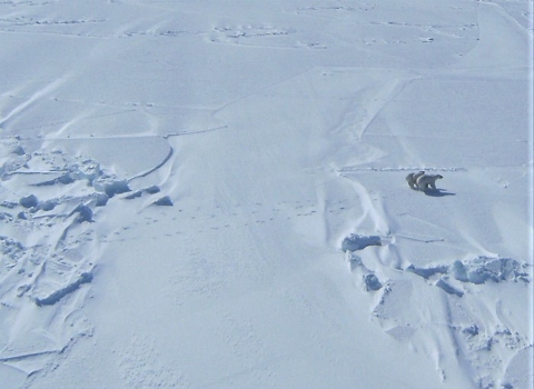viewed from an airplane, a family of 3 polar bears walk across a snowy landscape.