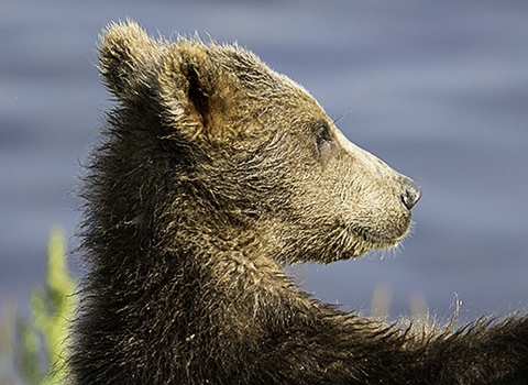 A brown bear standing and touching a piece of light green vegetation with water in the background