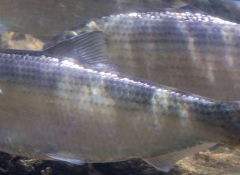 Alewife swimming underwater