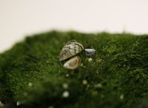 A small stripped mussel shell sits on a mossly green ball.