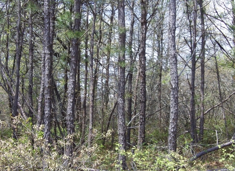 A forested area