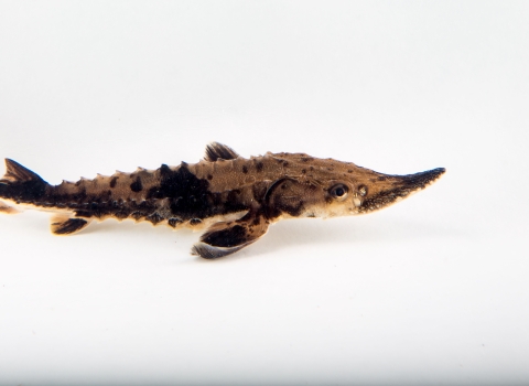 A small lake sturgeon swims against a white background. It has black and tan mottled scales and rows of small spikes along its body.