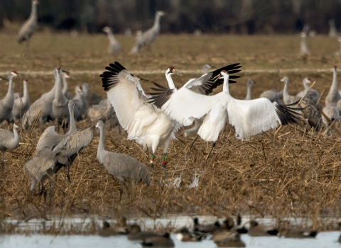 Sandhill and Whooping Cranes
