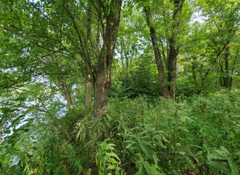 Fish Creek Island, trees and understory.