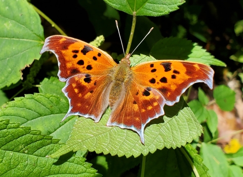 A Question mark Butterfly in the woods on Letart Island