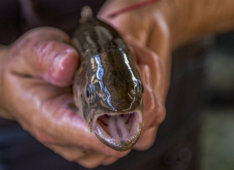 Close-up of photo of hands holding a fish with its mouth open