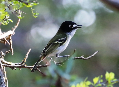 A single black-capped vireo sits on a tree branch
