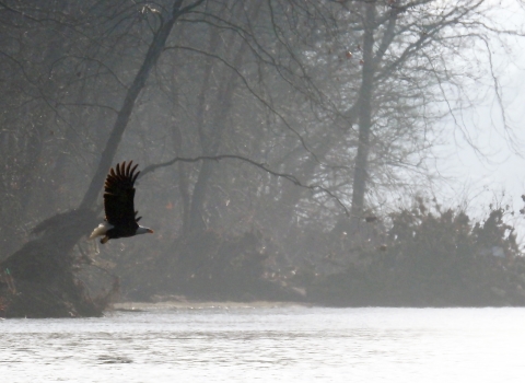 Bald Eagle at Neal Island