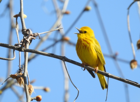 Yellow Warbler singing in the sun