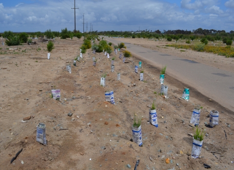 A field next to a paved road with native tree plantings that have a cone around them. 