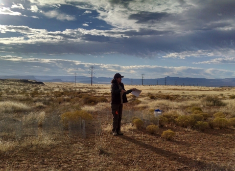 Staff surveying Mojave desert tortoise habitat. 