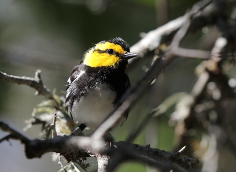 a small black, white, and yellow bird perched on a tree branch