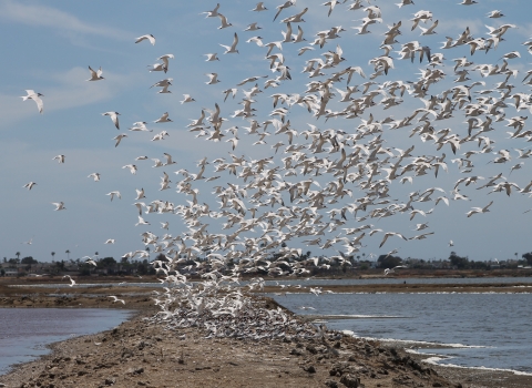 Many terns flying from levee on salt pond
