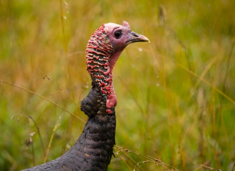 A close-up of a wild turkey against a green, vegetated background