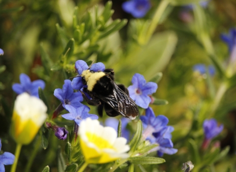Bumblebee on flower