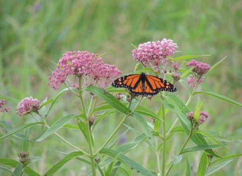 A monarch butterfly rests with its wings open on a swamp milkweed, which is a light pink flower.