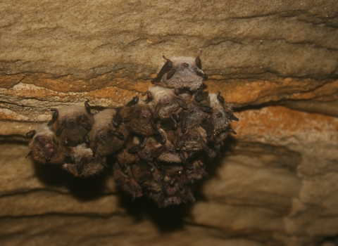 a group of little brown bats clinging to the roof of a cave