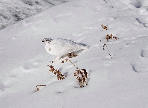 White mount rainier white-tailed ptarmigan on a field of snow