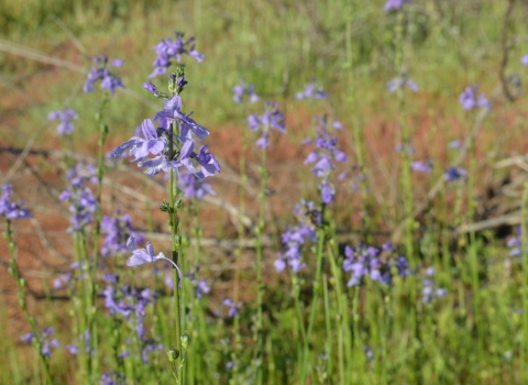 Tall, with slender, erect flowering stems with purple petals.