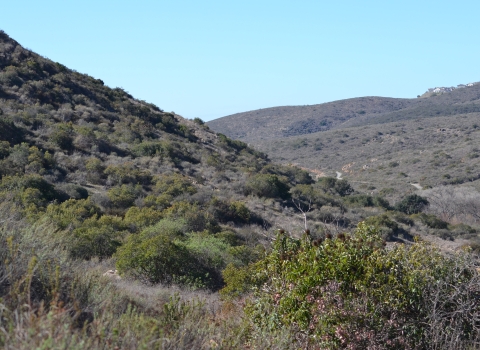 Coastal sage scrub; mountain slope coming down from left to right. 