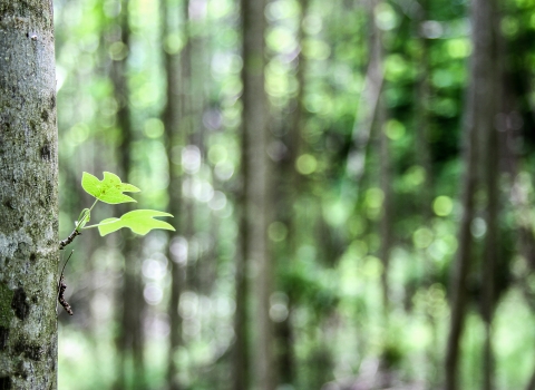 A pair of leaves sprout from a short stem on a tulip poplar trees with additional trees in the background