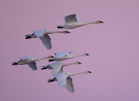 Trumpeter Swan at Lacreek NWR