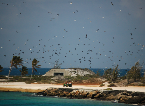 Crazy ant strike team members ride in the back of a tractor as they ride along the coast of Johnston. Seabirds surround them while a cement bunker sits in the back.