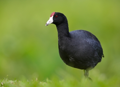 A small, round black bird with a red spot on its forehead 
