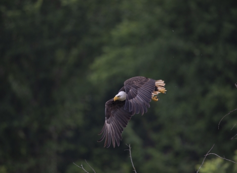 Large bird with dark wings and body, white head, and yellow beak and feet flies low in a gliding position
