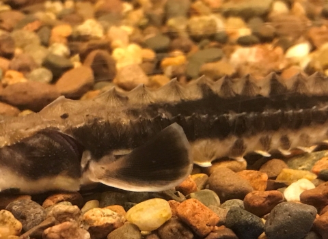 Young Lake Sturgeon with gravel background