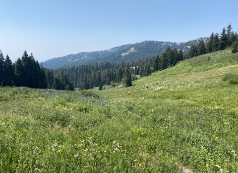 A meadow with hills in the background