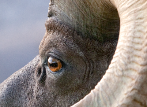 Close-up view of a desert bighorn sheep