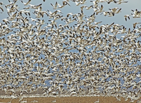 Flock of snow geese taking flight from farm field.