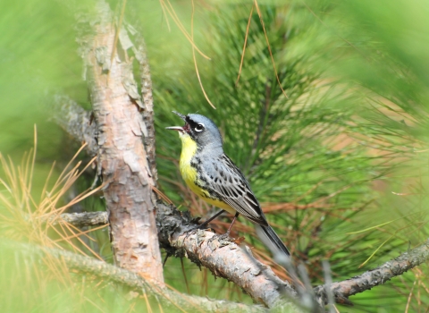 A small bird sings while perched on a branch of a pine tree.